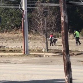 Detuvieron a una mujer por pasear a su perro