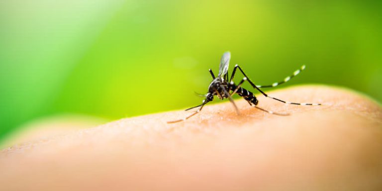 ¿Ya hay dengue en Tucumán?