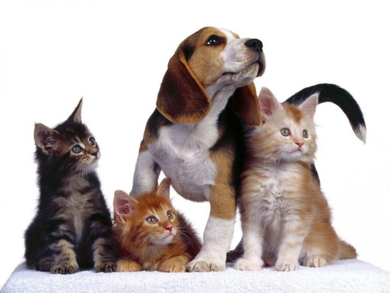 Test en animales: buscan saber si las mascotas se contagian de coronavirus
