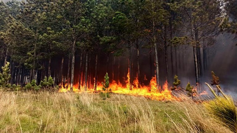 Analizan crear un comité específico con fuerzas de seguridad nacionales y provinciales por incendios