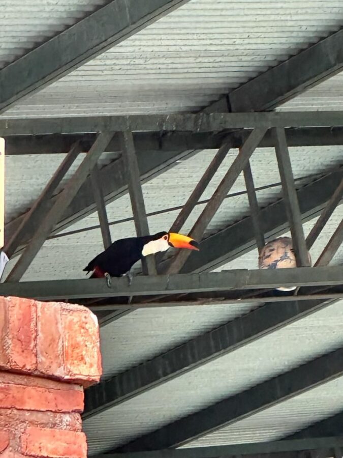 Un animal exótico apareció en un colegio de Yerba Buena