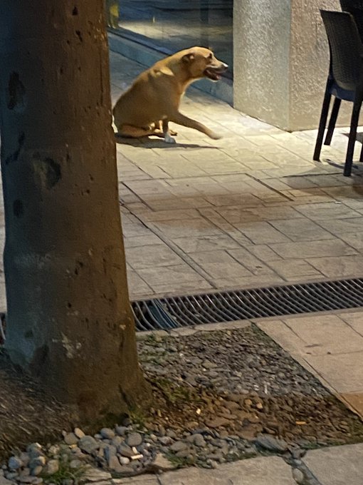 ¿Un reconocido bar de Tucumán da latigazos a los perros callejeros?