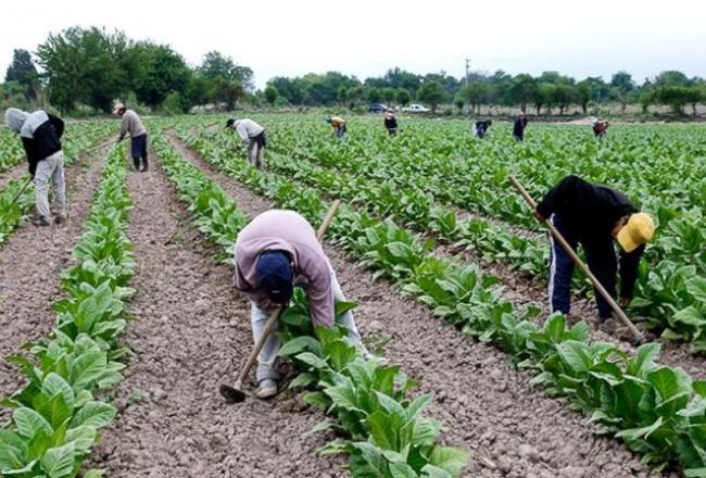 ¿Por qué se abonarán $360 millones a tabacaleros tucumanos?