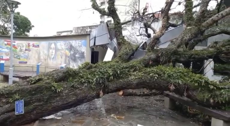 Impresionante caída de un árbol en Tucumán: los videos de la Casa Belgraniana Solar Histórico