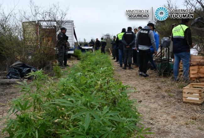Encuentran más de mil plantas de marihuana en Tucumán