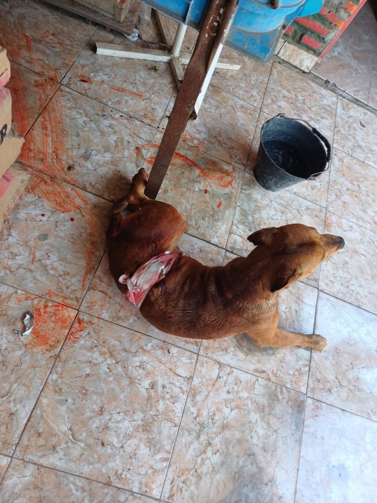 Maltrato animal: un tucumano en situación de calle apuñaló a un perro