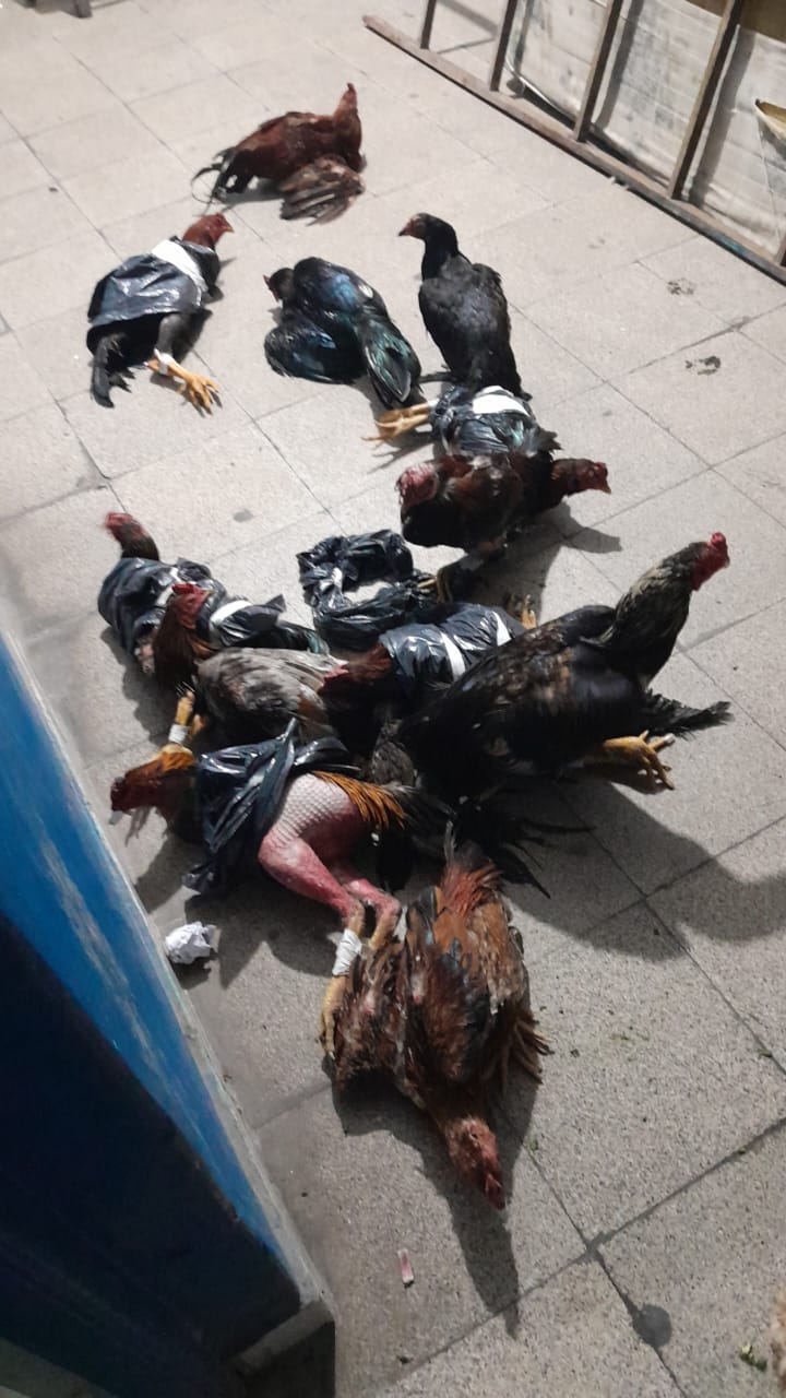 Robos, drogas, y maltrato animal en Tucumán: gallos, cocaína, dinero y celulares en un allanamiento