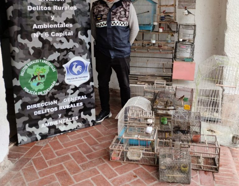 Allanamientos: Liberaron 13 aves silvestres a su hábitat natural