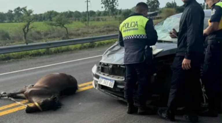 Se registró un choque contra caballo suelto en la RN38: el conductor se salvó “de milagro” y terminó hospitalizado