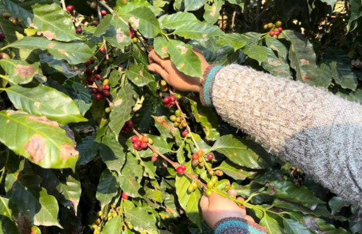 Tucumán podría llegar a abastecer hasta el 35% de café del mercado nacional