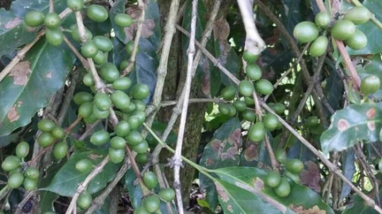 Tucumán se proyecta como el nuevo polo cafetero de Argentina