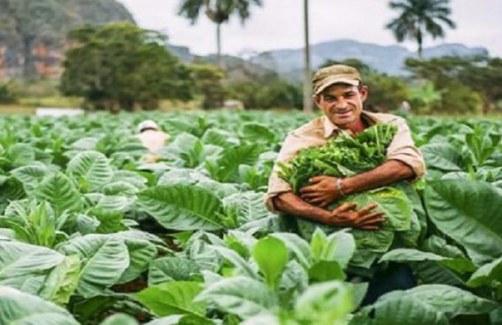 El tabaco tucumano puja por su rentabilidad frente a los altos costos y el precio de Brasil