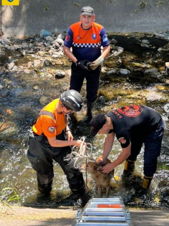 Perrito rescatado por bomberos tras caer en peligroso canal pluvial