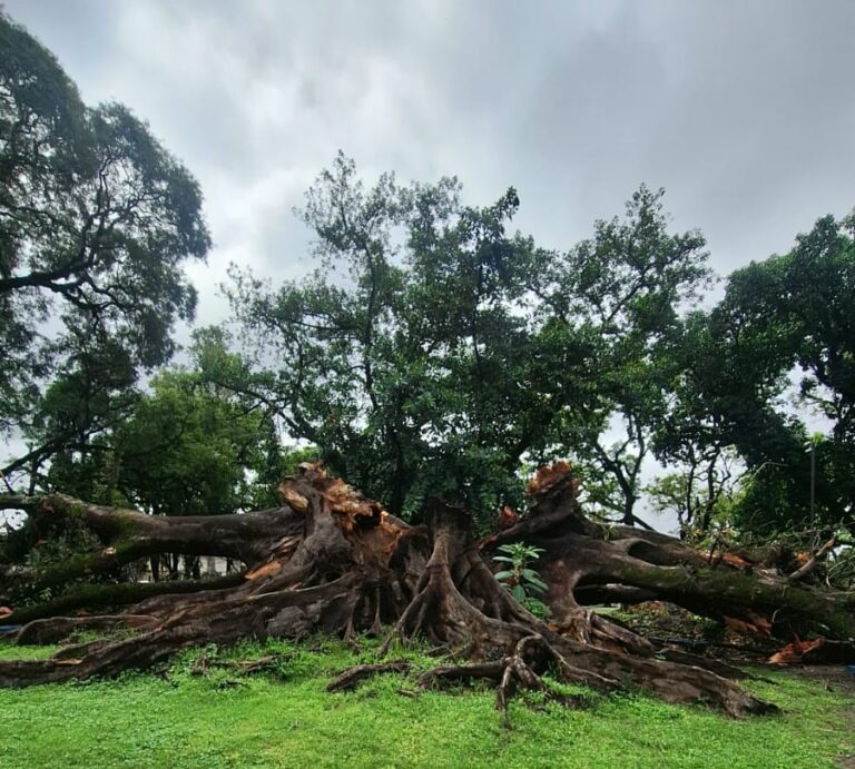 Crónica de una muerte anunciada: cayó el Gomero frente al Cementerio del Oeste