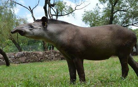 Protección de la biodiversidad: impulsan la declaración del tapir como Monumento Natural en Tucumán