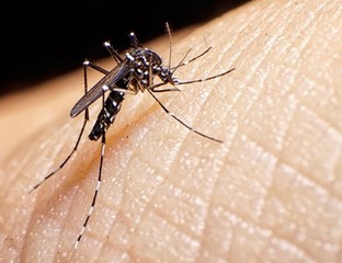 ¿El Aedes aegypti sobrevive al descenso de la temperatura?