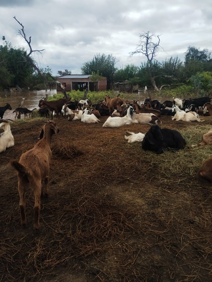 Un apicultor de Tucumán y su hijo salvaron a más de 300 animales atrapados por el temporal