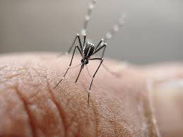 ¿Adónde se concentran la mayoría de casos de chikungunya en Tucumán?
