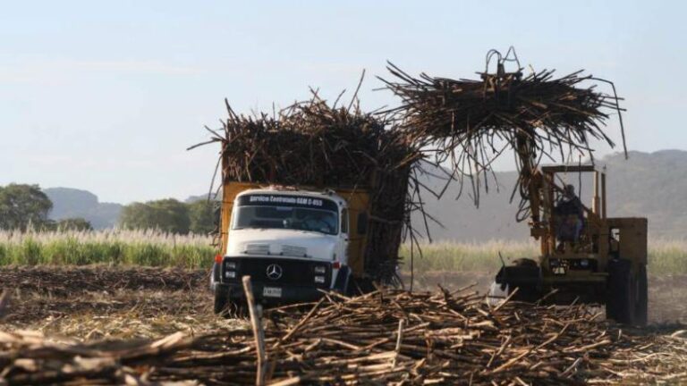 La superficie sembrada de caña de azúcar crece en Tucumán y avanza sobre cultivos tradicionales en la zafra 2026