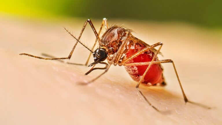 La advertencia detrás del chikungunya: esto puede ocurrir en Tucumán en los próximos años