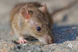 Alerta por un brote de Hantavirus: ya hay 45 contagiados