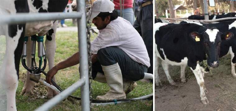 El sector lechero en Tucumán enfrenta baja rentabilidad y aumento de costos, según titular de la Mesa de Lechería