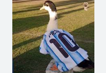 El pato «Patroclo», el hincha viral que es furor por «cantar» el himno argentino