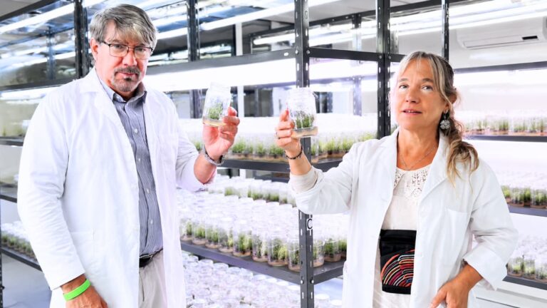 Un salto biotecnológico en Tucumán: caña de azúcar modificada resiste plagas y herbicidas