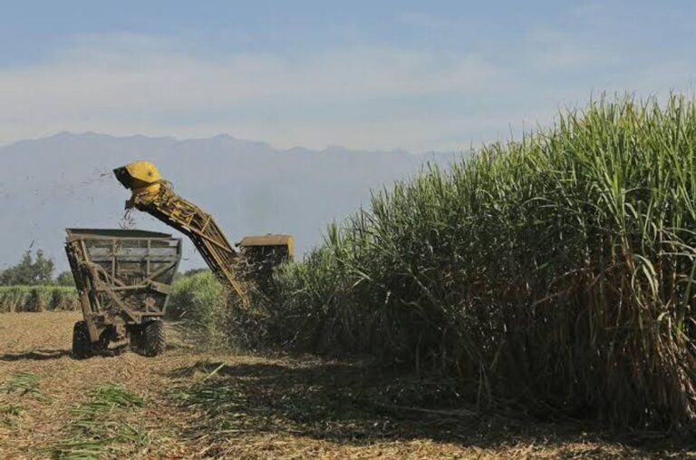 Zafra 2026 a ritmo firme: Tucumán ya molió más de 6,3 millones de toneladas de caña