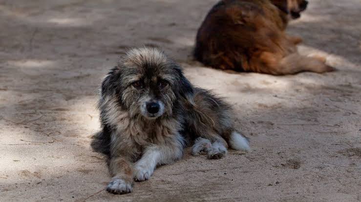 Efecto «hijos de cuatro patas»: el mercado de mascotas crece en Tucumán impulsado por el nuevo perfil del consumidor