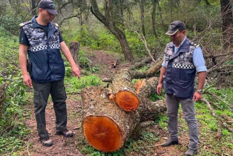 Grave daño ambiental en Burruyacú: descubrieron un desmonte ilegal de 4 hectáreas en el Cerro del Campo