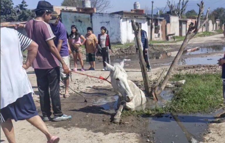 Un caballo cayó en un enorme pozo en Manantial Sur y reavivó los reclamos por una calle en mal estado