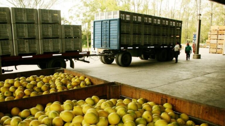 El limón volvió a ser clave y Tucumán exportó US$456 millones en el primer semestre del año