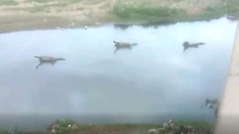 Un video mostró varios caballos muertos en el Río Salí: la explicación detrás del hallazgo