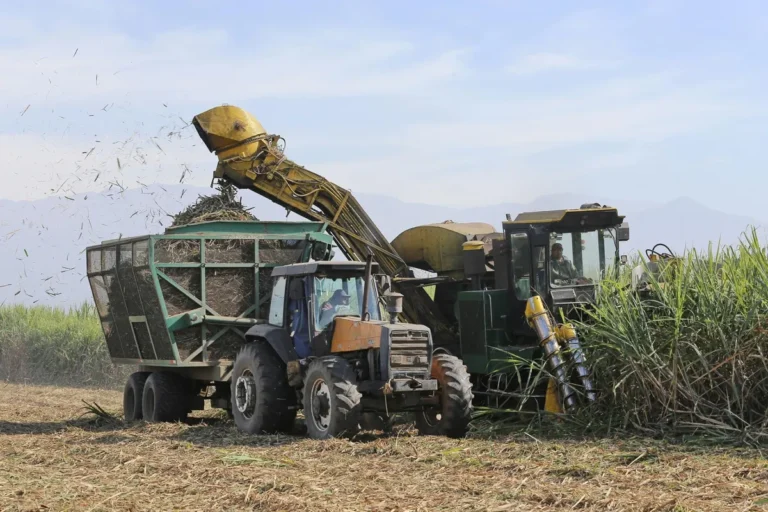Zafra azucarera en Tucumán: la molienda alcanza el 35% con un ritmo de 100 mil toneladas diarias