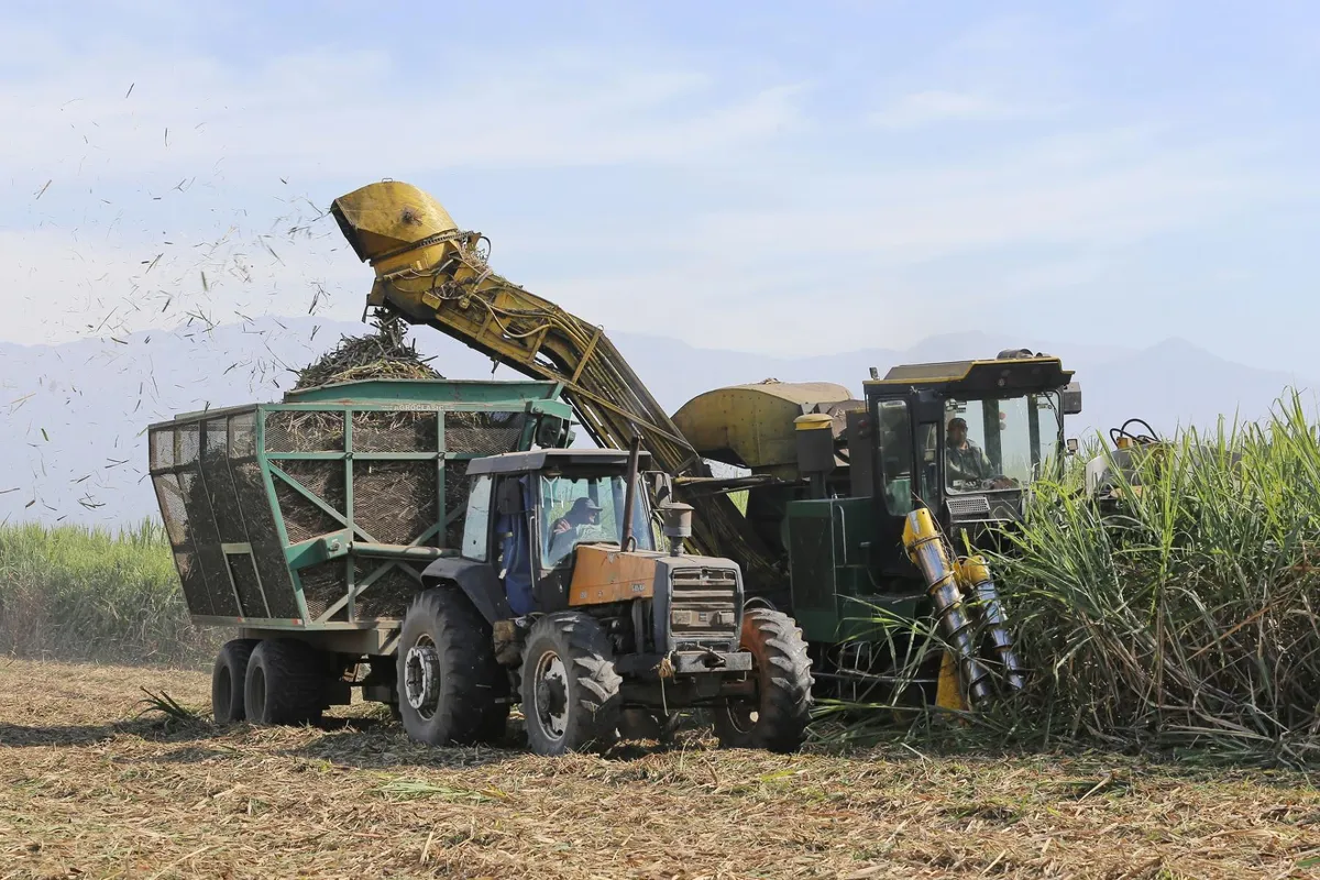 Zafra azucarera en Tucumán: la molienda alcanza el 35% con un ritmo de 100 mil toneladas diarias - El