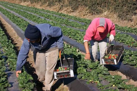 La campaña de frutilla 2026 en Tucumán: las lluvias retrasaron la primicia, pero se mantiene la calidad de