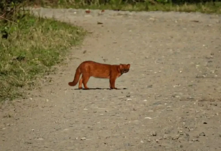 El yaguarundí apareció en el Aconquija y dejó una postal poco habitual de la fauna tucumana
