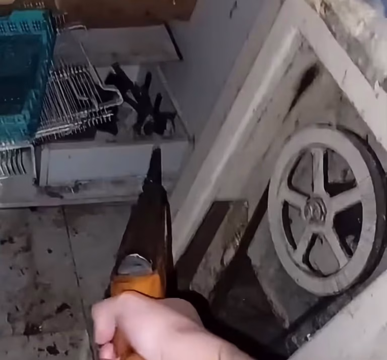 Denunciaron un brutal ataque contra gatitos recién nacidos en Tafí Viejo