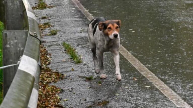 Buscan al «perro maratonista»: se sumó a la carrera en Los Sosa, llegó al Indio y desapareció tras la llegada