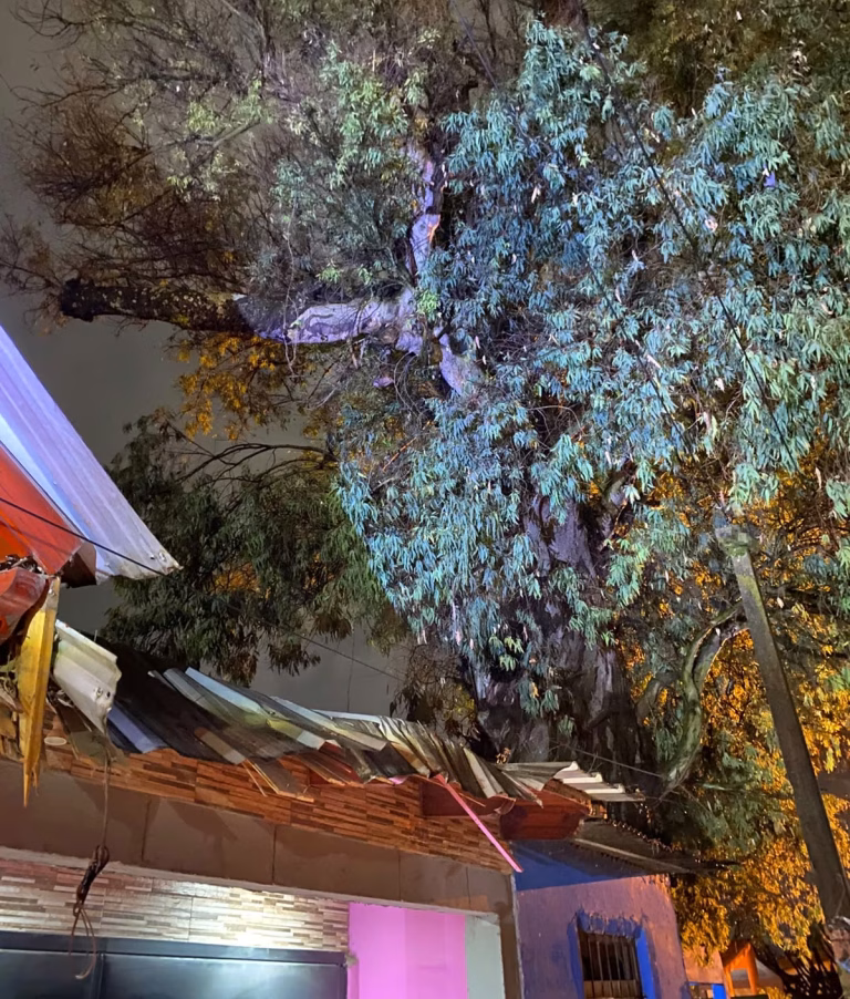 Susto en Delfín Gallo: Un rayo cayó sobre un eucalipto y destrozó los techos de dos viviendas