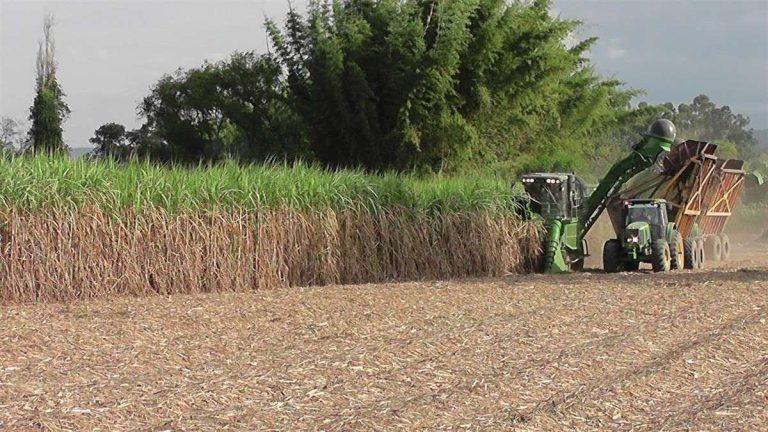 Tucumán sumó US$706 millones en exportaciones y explicó el 15,6% del total del NOA