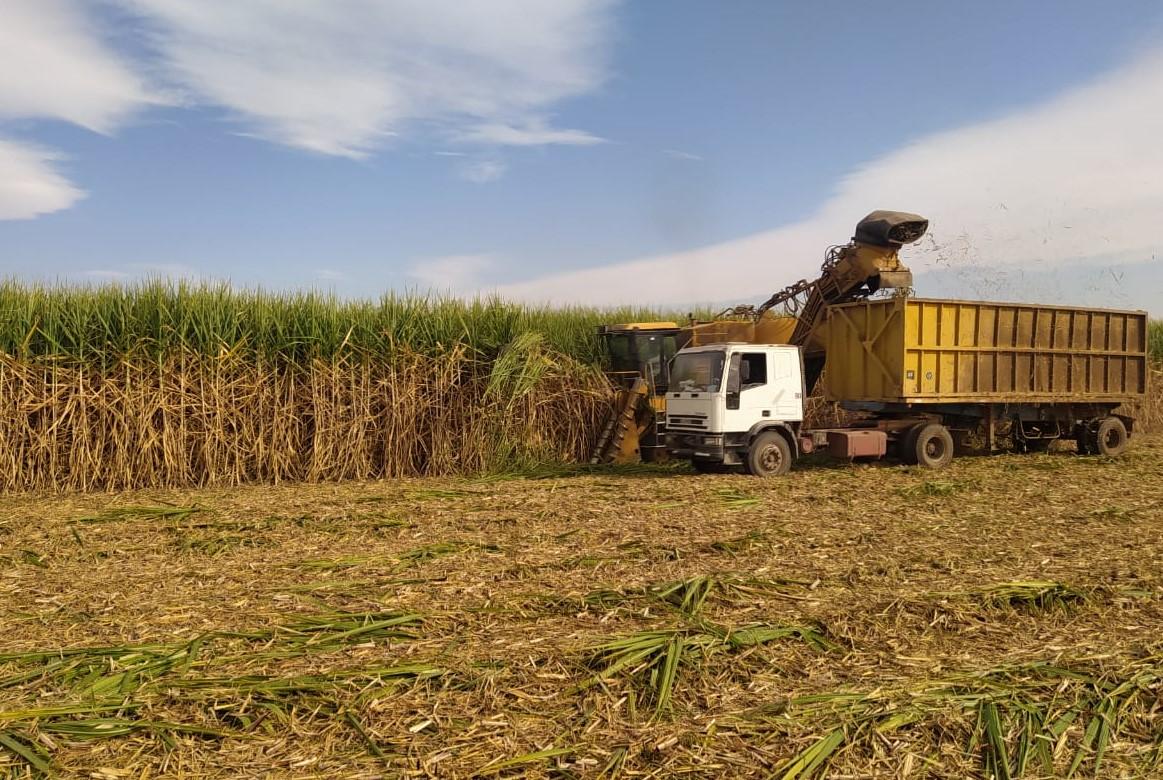 Zafra 2026: Tucumán ya molió casi 12 millones de toneladas de caña y concentra más de un tercio del cupo de
