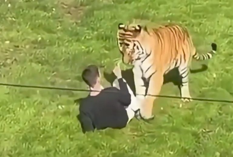 Murió un hombre atacado por un tigre en Inglaterra tras ingresar al recinto del animal